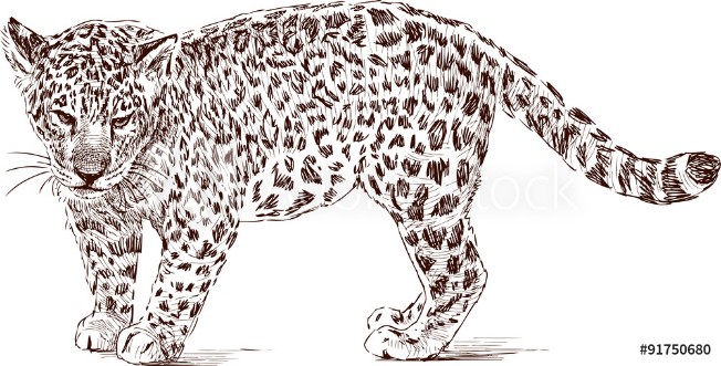 Picture of Cub of leopard